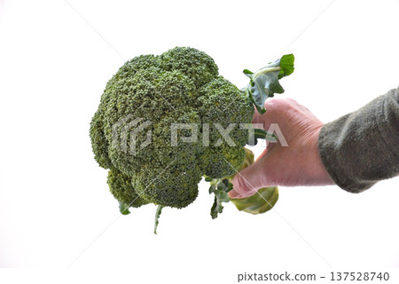 Freshly picked broccoli vegetables 137528740