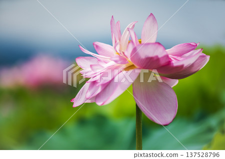 Vietnamese lotus flowers in Hiraike pond 137528796