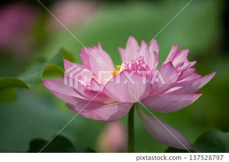 Vietnamese lotus flowers in Hiraike pond 137528797