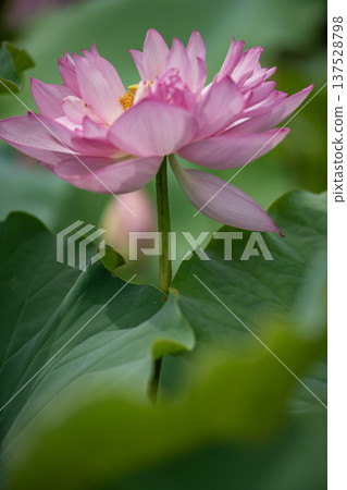 Vietnamese lotus flowers in Hiraike pond 137528798