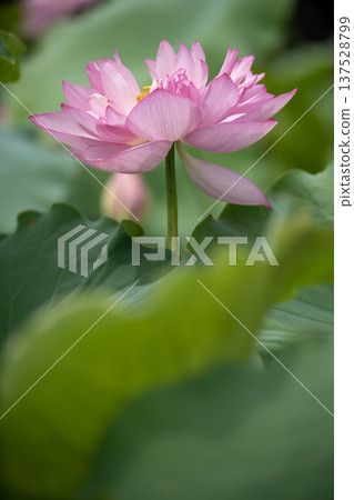 平池中的越南荷花 137528799