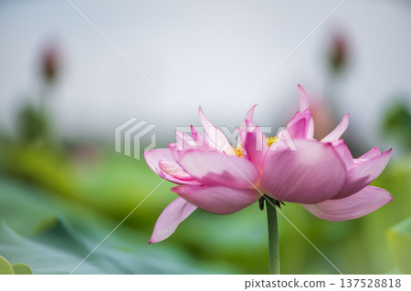 平池中的越南荷花 137528818