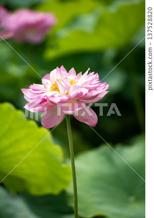 Vietnamese lotus flowers in Hiraike pond 137528820