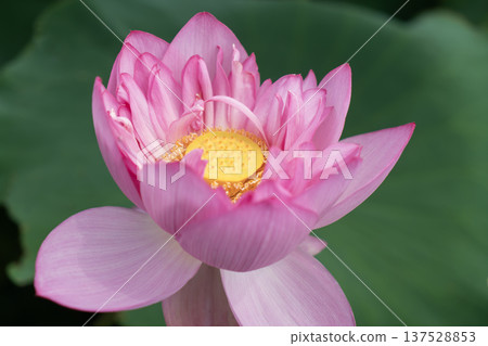 Vietnamese lotus flowers in Hiraike pond 137528853