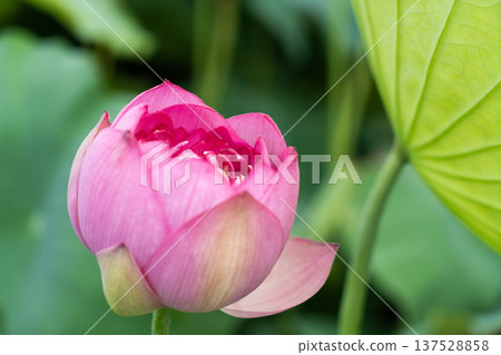 平池中的越南荷花 137528858