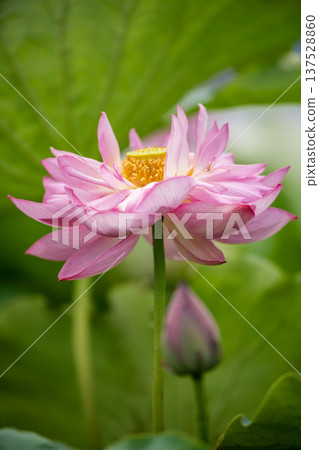 平池中的越南荷花 137528860