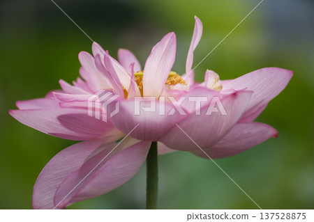 Vietnamese lotus flowers in Hiraike pond Vietnamese lotus flowers in Hiraike pond 137528875