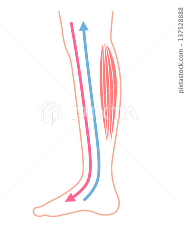 Swelling of the legs: How edema works 137528888