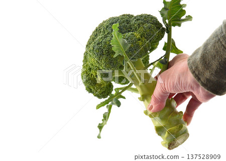 Freshly picked broccoli vegetables Freshly picked broccoli vegetables 137528909