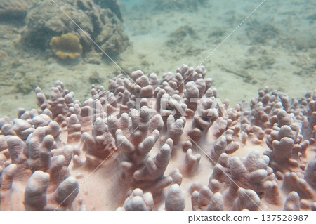 指珊瑚 潛水 137528987