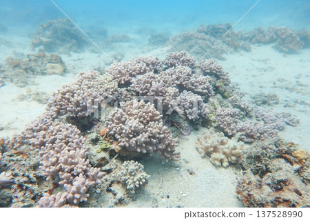 coral diving 137528990