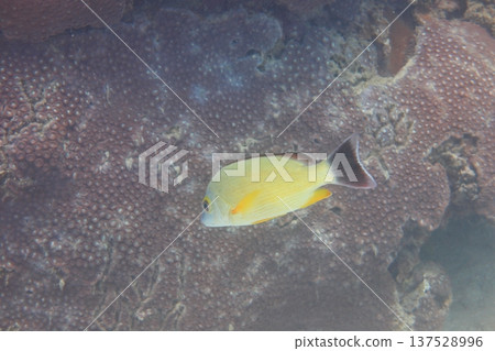 黃足笛鯛 熱帶魚 潛水 137528996