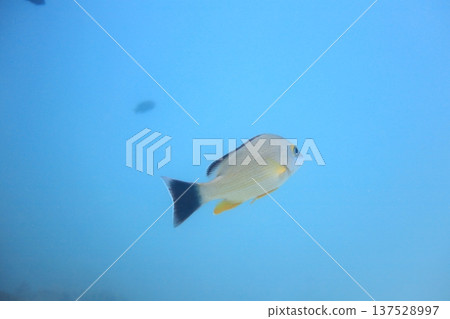 Yellowfin snapper, tropical fish, diving 137528997