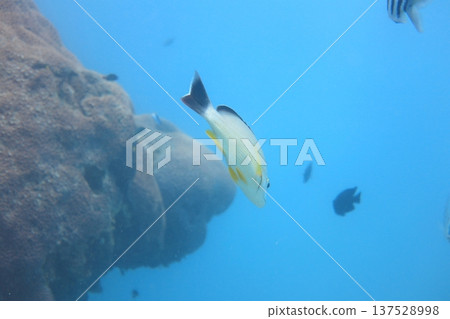 黃足笛鯛 熱帶魚 潛水 黃足笛鯛 熱帶魚 潛水 137528998