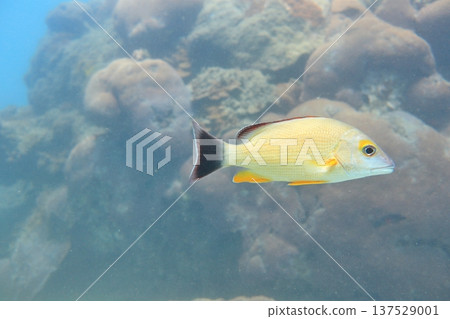 黃足笛鯛 熱帶魚 潛水 137529001