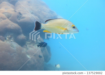 Yellowfin snapper, tropical fish, diving 137529002