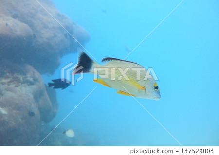 Yellowfin snapper, tropical fish, diving 137529003