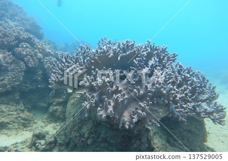 指珊瑚 潛水 指珊瑚 潛水 137529005