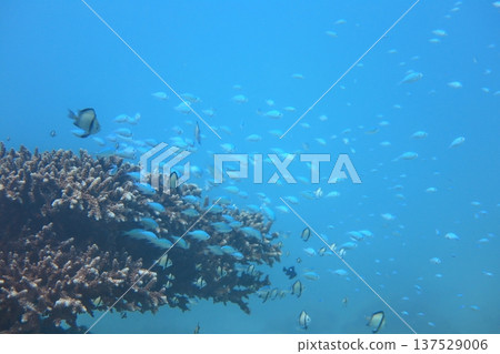 熱帶魚 珊瑚礁 生態 潛水 熱帶魚 珊瑚礁 生態 潛水 137529006