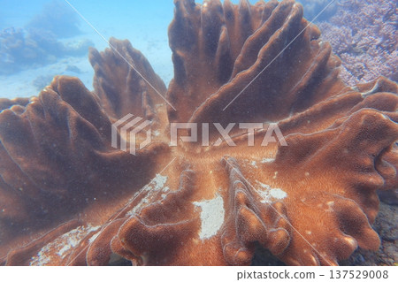 Flesh coral diving 137529008
