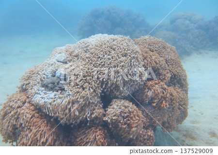 Sea anemone diving 137529009
