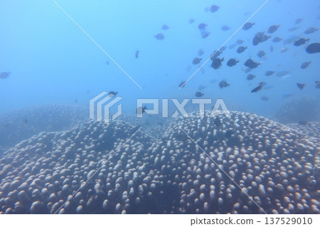 雀屏珊瑚 熱帶魚 墾丁 潛水 雀屏珊瑚 熱帶魚 墾丁 潛水 137529010