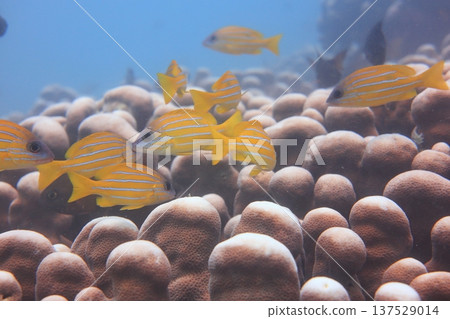 五線笛鯛 雀屏珊瑚 魚群 熱帶魚 潛水 137529014