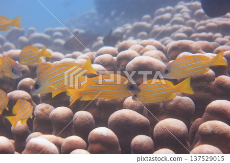五線笛鯛 雀屏珊瑚 魚群 熱帶魚 潛水 五線笛鯛 雀屏珊瑚 魚群 熱帶魚 潛水 137529015