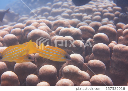 五線笛鯛 雀屏珊瑚 魚群 熱帶魚 潛水 137529016