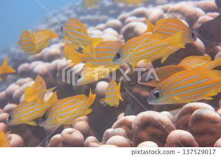 五線笛鯛 雀屏珊瑚 魚群 熱帶魚 潛水 137529017