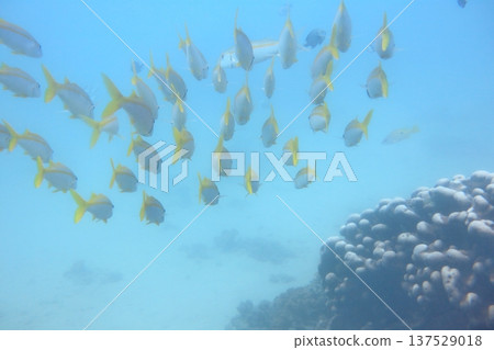 Golden-banded wrasse, peacock coral, school of fish, tropical fish, diving. Golden-banded wrasse, peacock coral, school of fish, tropical fish, diving. 137529018