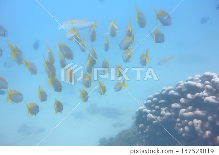 Golden-banded wrasse, peacock coral, school of fish, tropical fish, diving. 137529019