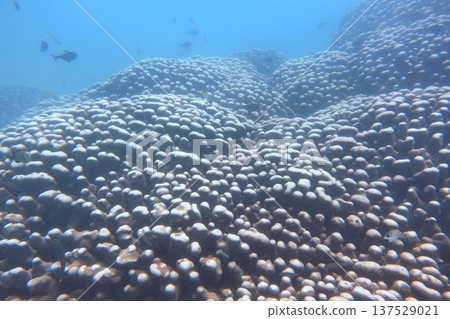雀屏珊瑚 熱帶魚 墾丁 潛水 137529021