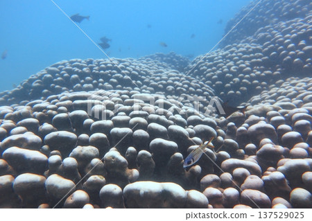 Peacock coral, tropical fish, Kenting, diving 137529025