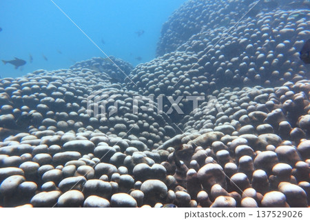 Peacock coral, tropical fish, Kenting, diving 137529026