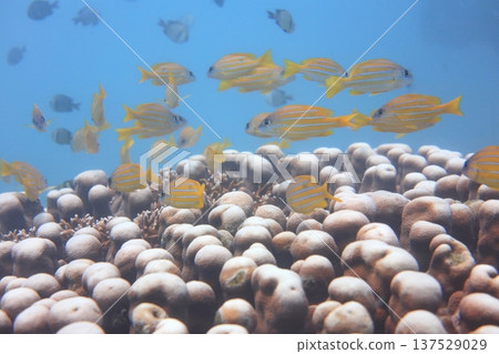 五線笛鯛 雀屏珊瑚 魚群 熱帶魚 潛水 五線笛鯛 雀屏珊瑚 魚群 熱帶魚 潛水 137529029