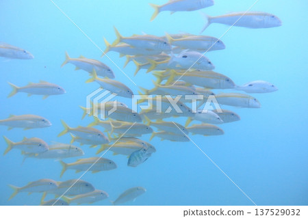 金帶擬羊魚 雀屏珊瑚 魚群 熱帶魚 潛水 137529032