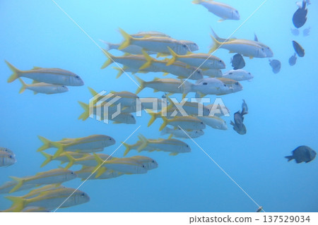 Golden-banded wrasse, peacock coral, school of fish, tropical fish, diving. Golden-banded wrasse, peacock coral, school of fish, tropical fish, diving. 137529034
