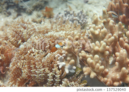 Sea anemones, clownfish, symbiosis, diving 137529040