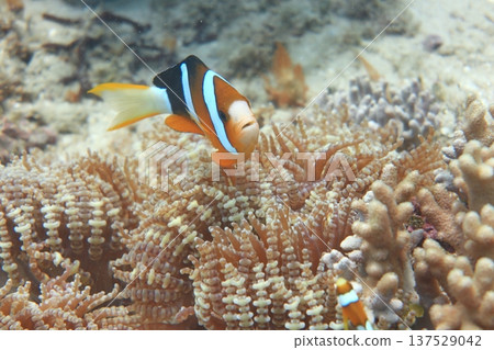 棕色雙鋸魚 小丑魚 海葵 共生 潛水 棕色雙鋸魚 小丑魚 海葵 共生 潛水 137529042