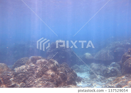 珊瑚礁 耶穌光 潛水 珊瑚礁 耶穌光 潛水 137529054