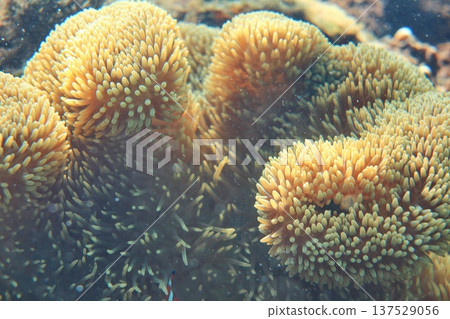 Sea anemone diving Sea anemone diving 137529056