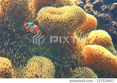 海葵 尼莫 眼斑雙鋸魚 公子小丑魚 共生 潛水 137529057