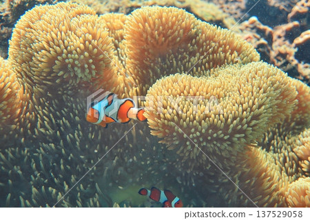 海葵 尼莫 眼斑雙鋸魚 公子小丑魚 共生 潛水 137529058