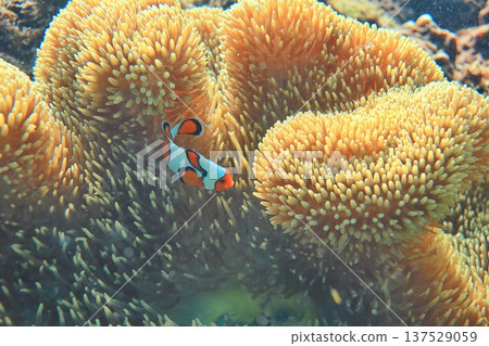 Sea anemones, Nemo, spotted double-sawed fish, clownfish, symbiosis, diving. Sea anemones, Nemo, spotted double-sawed fish, clownfish, symbiosis, diving. 137529059