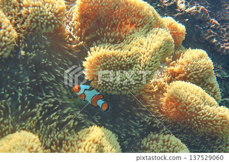 Sea anemones, Nemo, spotted double-sawed fish, clownfish, symbiosis, diving. Sea anemones, Nemo, spotted double-sawed fish, clownfish, symbiosis, diving. 137529060