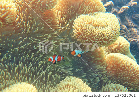 海葵 尼莫 眼斑雙鋸魚 公子小丑魚 共生 潛水 137529061