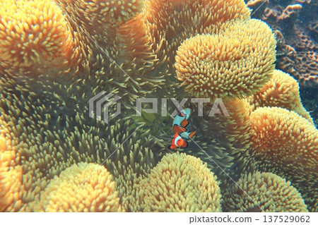 Sea anemones, Nemo, spotted double-sawed fish, clownfish, symbiosis, diving. 137529062