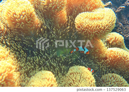 海葵 尼莫 眼斑雙鋸魚 公子小丑魚 共生 潛水 海葵 尼莫 眼斑雙鋸魚 公子小丑魚 共生 潛水 137529063