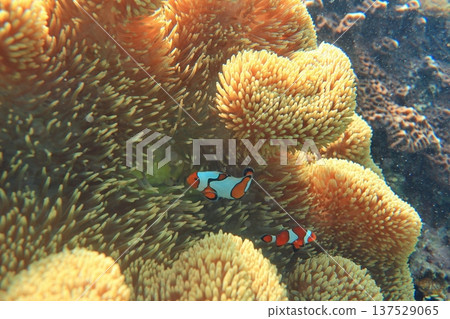 海葵 尼莫 眼斑雙鋸魚 公子小丑魚 共生 潛水 137529065